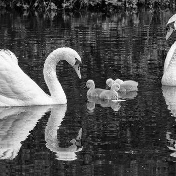 La petite famille Cygnes tuberculés