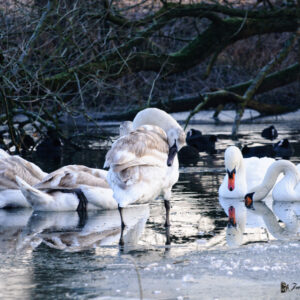 Cygnes en hiver