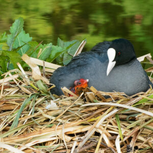 Foulque macroule et son petit