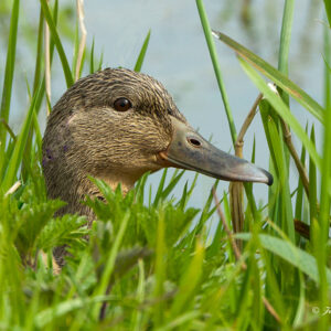 Canard col-vert femelle