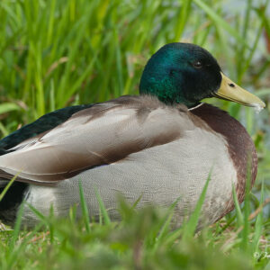 Canard col-vert mal
