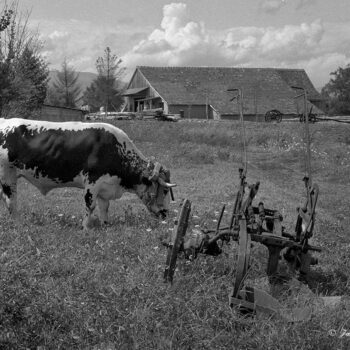 Le boeuf, Écomusée d'Alsace, Ungersheim